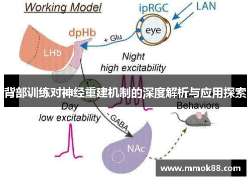 背部训练对神经重建机制的深度解析与应用探索